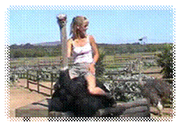 Description: http://www.sajga.co.za/images/glry_riding_african_ostrich.jpg