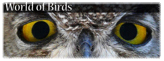 Description: http://allincapetown.co.za/wp-content/uploads/2011/11/worldofbirds-610x250.jpg